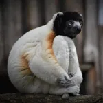 Crowned Sifaka