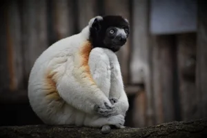 Kroonsifaka
