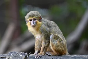 Noordelijke dwergmeerkat