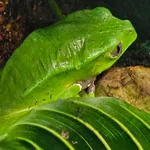 Blue-and-Yellow Frog