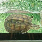 Southeast Asian Box Turtle