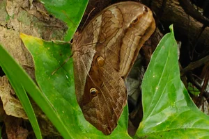Eryphanis polyxena