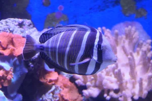 Pazifischer Segelflossendoktorfisch