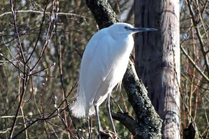 Kleine zilverreiger