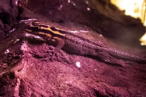 Kim Howell’s dwarf gecko