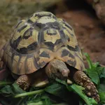 Leopard Tortoise