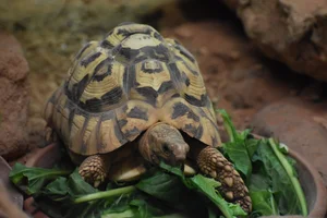 Luipaardschildpad