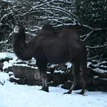 Asiatic Camel