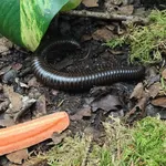 giant African millipede
