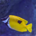 Blotched Foxface