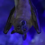 African Straw-coloured Fruit-bat