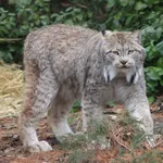 Canada Lynx