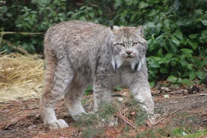 Canadese Lynx