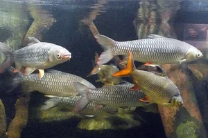 Saltan Fish