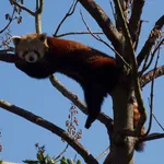Red Panda