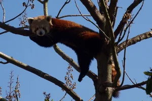 Rode panda