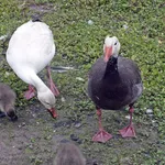 Lesser Snow Goose
