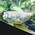 Fresh Water Puffer Fish