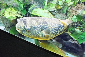 Fresh Water Puffer Fish