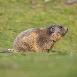Alpine Marmot