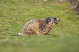 Alpenmarmot