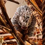 Brazilian Porcupine