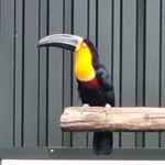 Ariel Toucan
