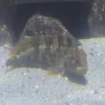 Tompot Blenny