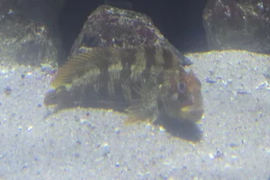 Gestreifte Schleimfisch