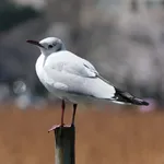 Black-headed Gull