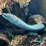 Tessellate Moray