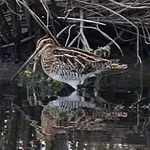 Common Snipe