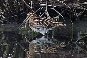 Watersnip