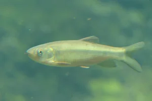 Nipponocypris sieboldii