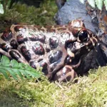 Santa Fe Frog