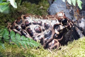 Santa Fe Frog