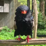 Bateleur