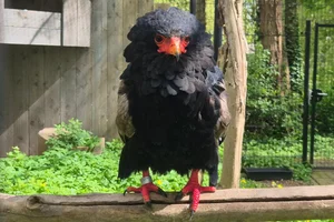 Bateleur