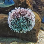 violet sea urchin