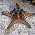 Protoreaster nodosus