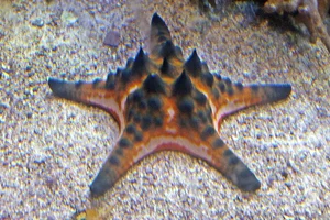Protoreaster nodosus