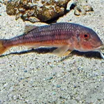 Striped Red Mullet