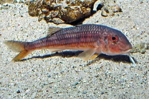 Streifenbarbe
