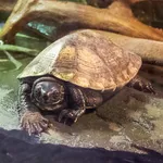 Chinese Red-necked Turtle