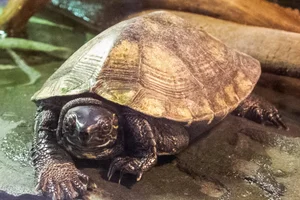 Kwantung rivierschildpad