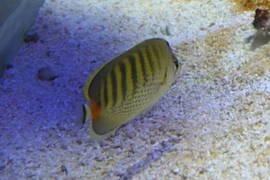 Spotband butterflyfish