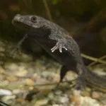 Sharp-ribbed Salamander