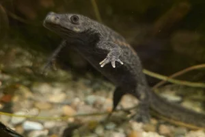 Ribbensalamander