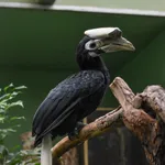 Palawan Hornbill