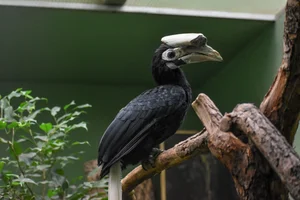 Palawanneushoornvogel